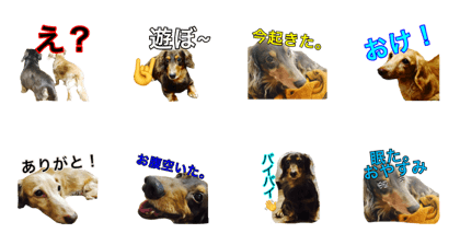 dog1588