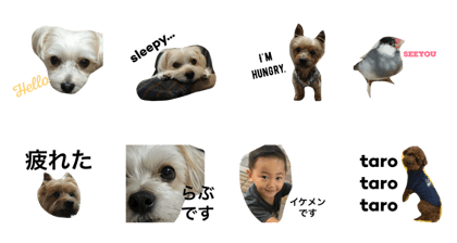 lovejack