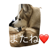 husky chataro