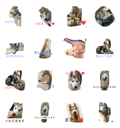 husky chataro