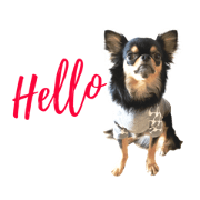 my sweet sweet dog