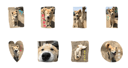 Rampage dog
