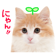 Cute cats gather