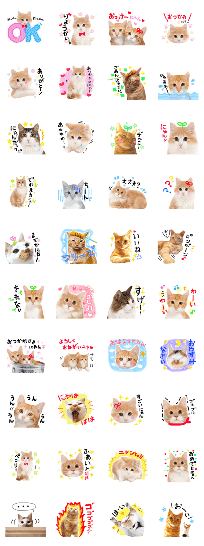Cute cats gather