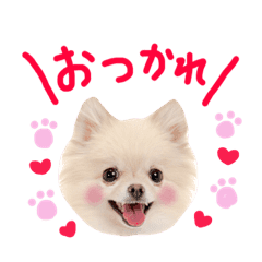 かわいい犬たち よく使う言葉集 決定版 Line スタンプ Line Store