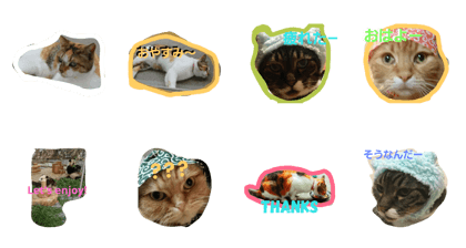 Bongo with friends