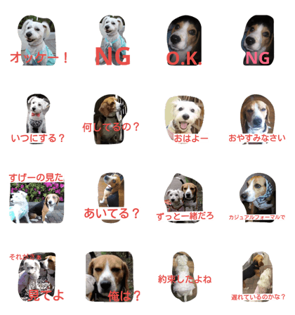 Beagle&Minitureschnauzer2