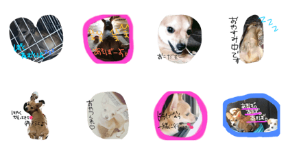 Dog's days