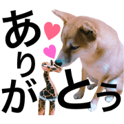 Everyday life with the Japanese Shibainu