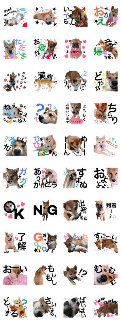 Everyday life with the Japanese Shibainu