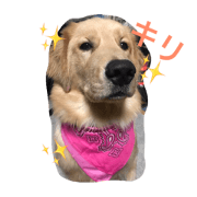 Golden Retriever Shun-kun