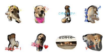 Golden Retriever Shun-kun