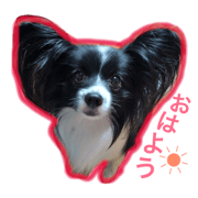 Papillon  Happy