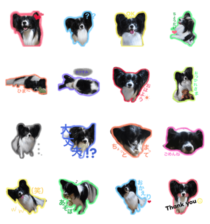 Papillon  Happy
