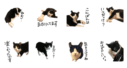 Hello! His name is gyuuchan.