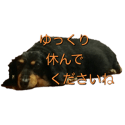 smile Dachshund ver.1.1