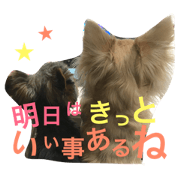 Chihuahua&Yorkie second