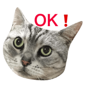 American shorthair MY