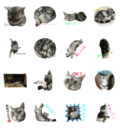 American shorthair MY