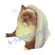 ragdoll tofukun