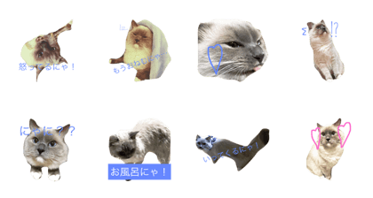ragdoll tofukun