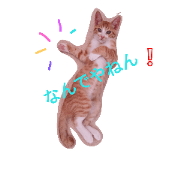 CAT   Osaka dialect