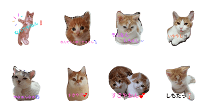 CAT   Osaka dialect