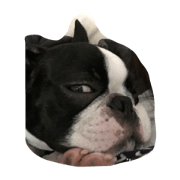 riblo