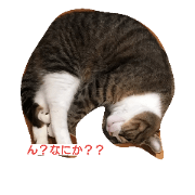 hako,