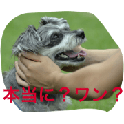 gyuri is Schnauzer prinses