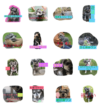 gyuri is Schnauzer prinses