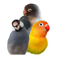 A Java sparrow and lovebirds with a cat