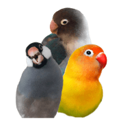 A Java sparrow and lovebirds with a cat