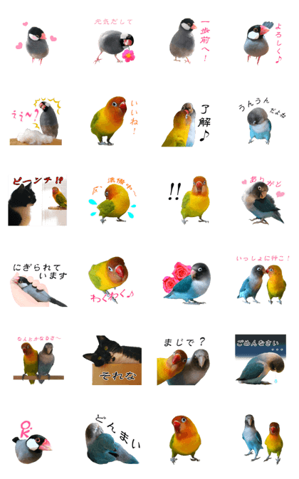 A Java sparrow and lovebirds with a cat