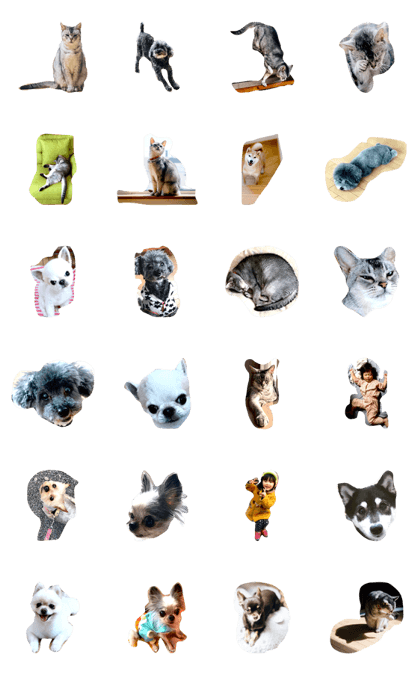 TORAandDOGS