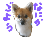 HAPPYorkimoti PartII