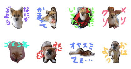 HAPPYorkimoti PartII