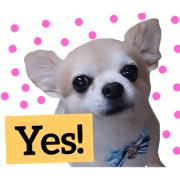 I am a Chihuahua named cookie.