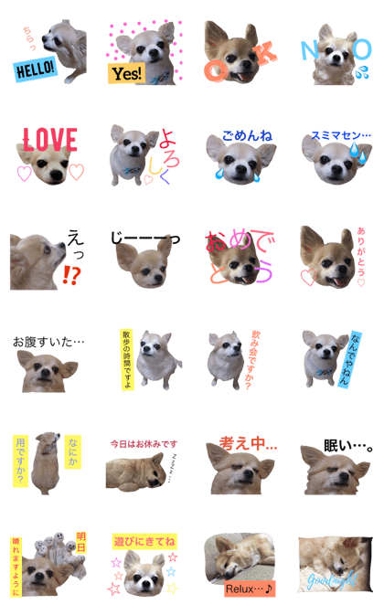 I am a Chihuahua named cookie.
