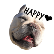 Frenchie  papico