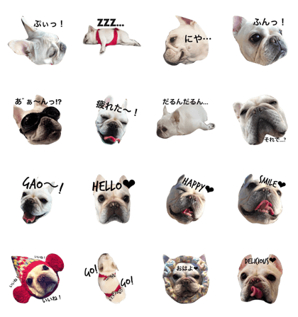 Frenchie  papico