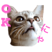 myah-cat