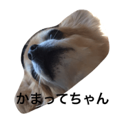 lovemydog