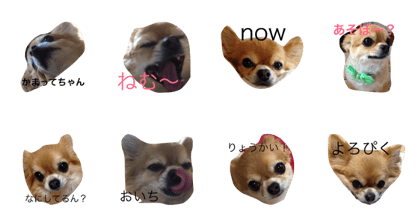 lovemydog