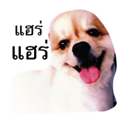honghong
