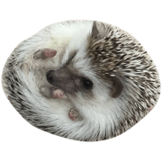 yin&yang hedgehogs