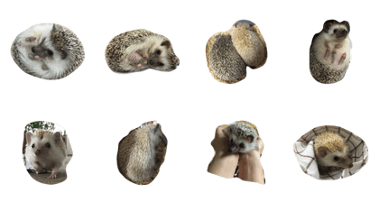 yin&yang hedgehogs