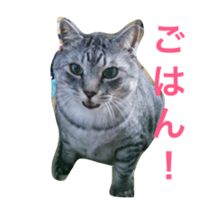 しまがらルゥくん(リアルver.)