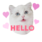 Joy kitty