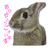 usagi no teru!